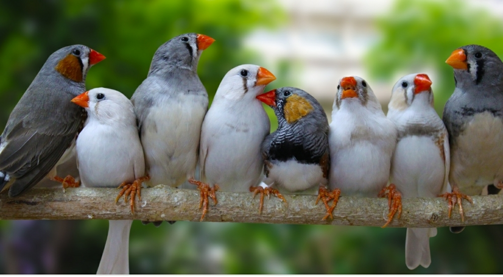Zebra finches for sale sales